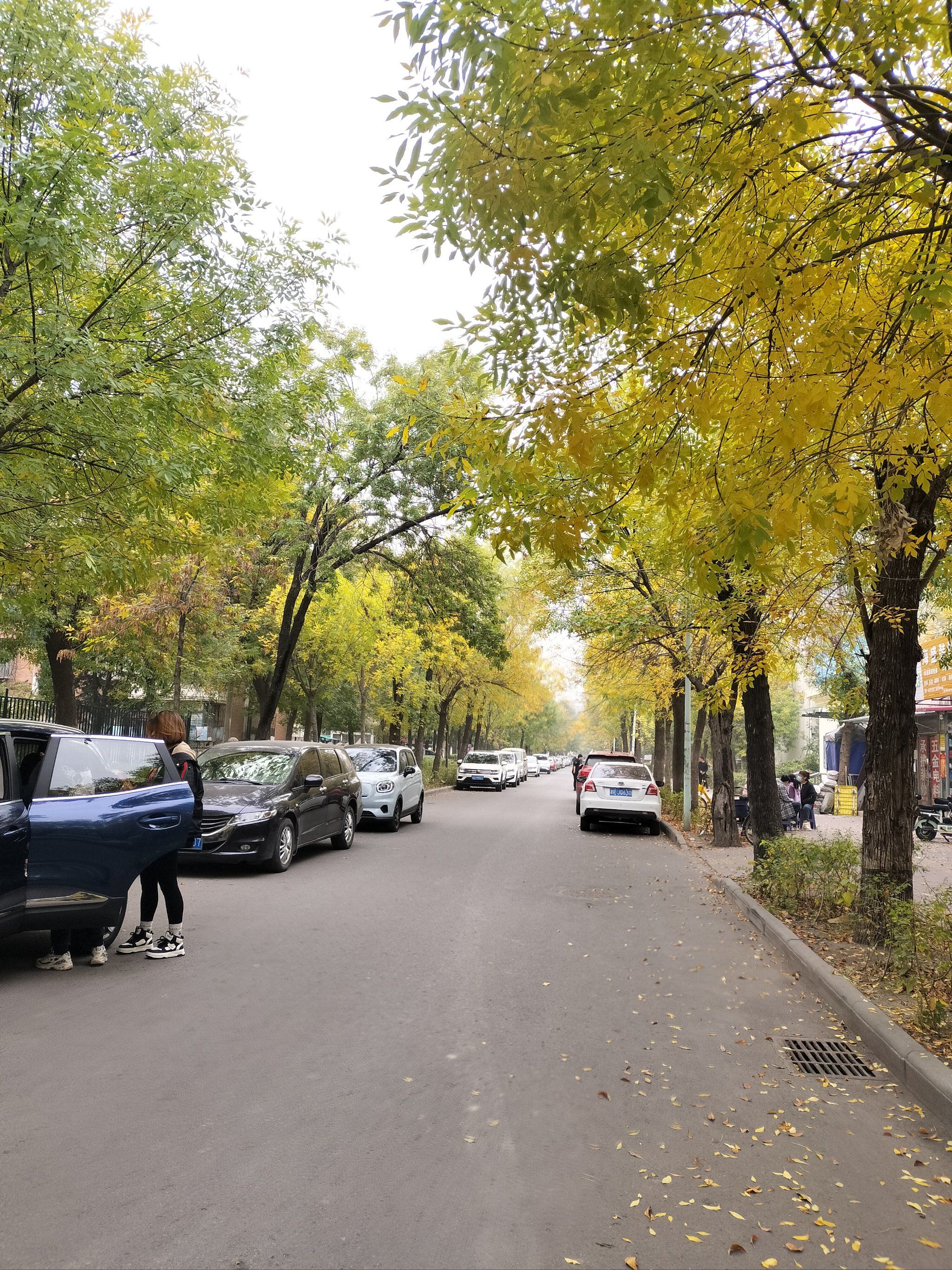 寻找城市里的落叶知秋