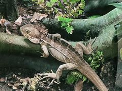 -帕帕拉兹宠物(亚洲旗舰店)