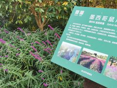 -花开海上生态园