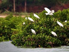 -北海金海湾红树林生态旅游区