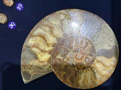 -青岛贝壳博物馆