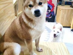 -柴源莊·柴小宠柴犬咖啡