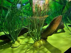 -上海海洋水族馆