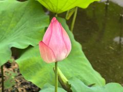 -陈家山荷花公园