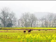 -新安江山水画廊风景区