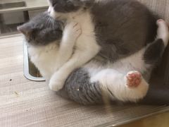 -飞行喵MR PILOT|猫舍·猫咖(静安大融城店)