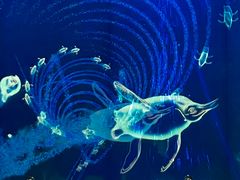 -海合安成都极地海洋公园