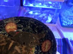 大闸蟹-牡丹国际大酒店-港式茶餐厅