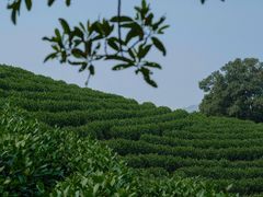 -帐篷客·溪龙茶谷度假酒店