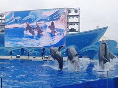 -上海海昌海洋公园
