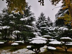 -济南森林公园