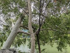 -西湖公园(鼓楼区)