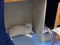 -佑安动物医院·全科·内窥镜中心(幸福巷店)