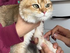 -瑞派福兴宠物医院犬猫全科·骨科·中西医结合(河东店)