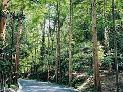 -天目山大树王景区