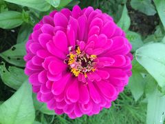iphone_upload_pic-紫颐香薰山谷景区