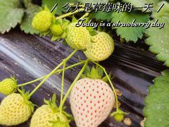 -喜杨洋草莓采摘园