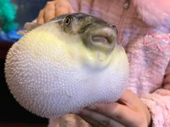 -肆月河豚·新淮扬(金融街店)