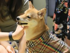 -逗柴咖啡屋·狗咖猫咖宠物桌游