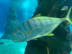 -北戴河圣蓝海洋公园