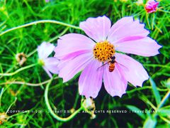 -北纬44度·金珠花海休闲农业旅游景区