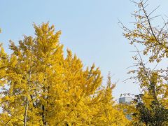-黄兴公园