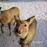 一直怕自己承受不了哈尔滨的冷
