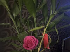 -FEI FEI FLOWER鲜花店·气球派对·宝宝宴布置(虹口德必运动Loft店)