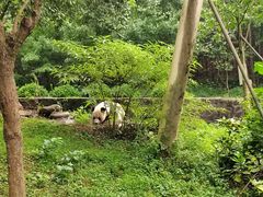 -都江堰中华大熊猫苑
