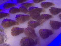 -澜悦港海鲜体验主题餐厅