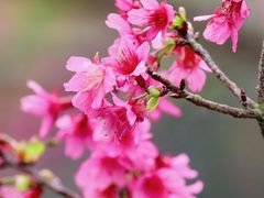 -深圳市中科院仙湖植物园