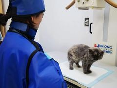 -爱妮康宠物医院·干细胞免疫细胞·肿瘤·心脏(张江店)