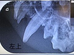 -美联众合动物医院·24h转诊中心