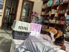 -宠爱国际动物医院· 猫科· 外科·中兽医(长白店)