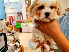 -翊宠yipet猫狗购宠庄园犬舍•猫舍