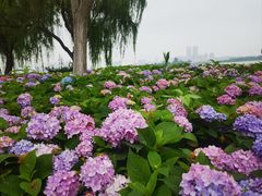 -金银湖国家城市湿地公园