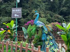-西双版纳原始森林公园