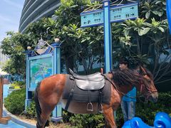 -芜湖新华联大白鲸海洋公园