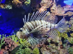 -上海海洋水族馆