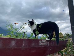 -喵屿·大理花园猫咖