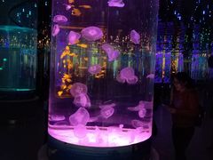 -石家庄海洋公园