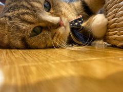 -啵啵喵·猫咖(攀华国际店)