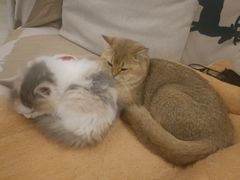 -柚子猫舍·精品猫舍购猫·猫咪认养·购宠·宠物店