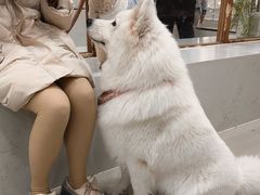 -共舞时光猫咖·狗咖(新街口店)