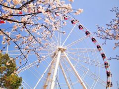 -顾村公园