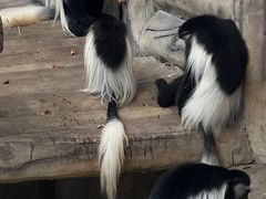 -灵玲国际马戏城