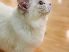 -momokira米努特·德文卷毛猫·棉花面纱犬