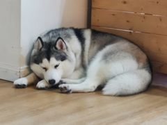 -Husky Go! 哈士奇体验馆·宠物咖啡厅狗咖