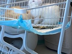 -怪兽屋·羊驼·猫咖·狗咖(俊华广场店)