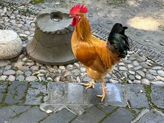 -木子山庄·安徽省老字号·中国炖锅宴